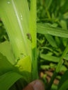 Fall armyworm on corn in Viet Nam.